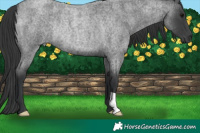 Horse Color:Blue Roan Rabicano 