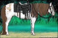 Horse Color:White Spotted Amber Cream Champagne Ice Appaloosa Rabicano 