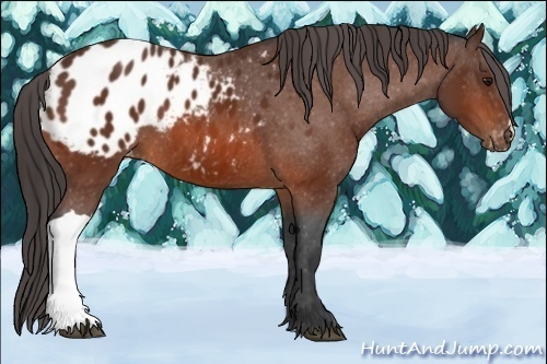 Horse Color:Brown Blanket