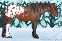 Horse Color:Brown Appaloosa 