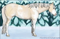 Horse Color:Silver Buckskin Pearl Sabino 