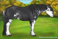 Horse Color:Black Sabino Rabicano 
