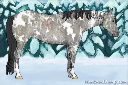 Horse Color:White Spotted Grullo Ice Sabino Rabicano 