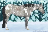 Horse Color:White Spotted Grullo Ice Sabino Rabicano