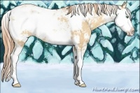 Horse Color:Gold Champagne Dun Sabino Rabicano