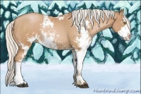 Horse Color:Silver Bay Pearl Sabino Rabicano 
