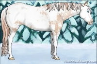 Horse Color:Buckskin Pearl Sabino Rabicano