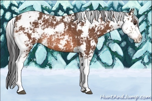 Horse Color:Bay Sabino Rabicano 