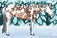 Horse Color:Bay Sabino Rabicano 