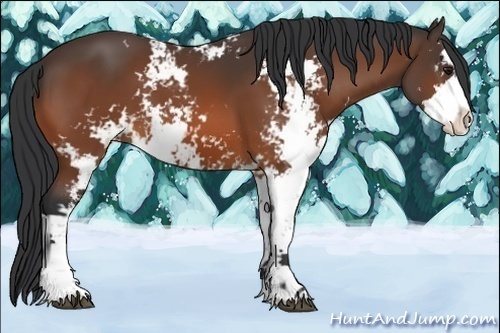 Horse Color:Bay Sabino 