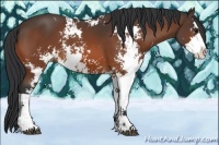 Horse Color:Bay Sabino