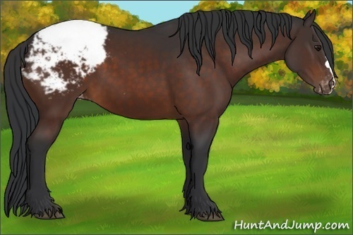 Horse Color:Brown Appaloosa 