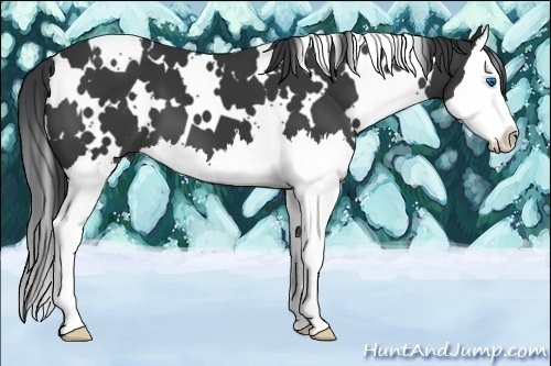 Horse Color:White Spotted Black Splash