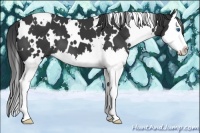 Horse Color:White Spotted Black Splash