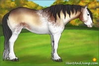 Horse Color:White Spotted Bay Onyx Splash 