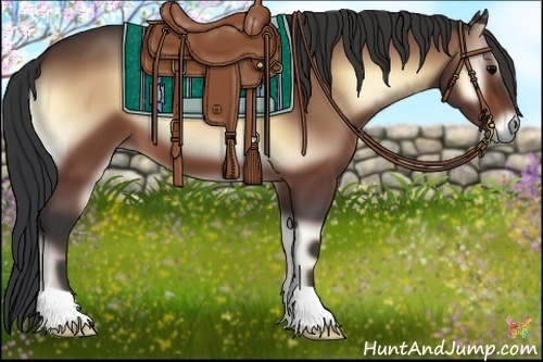 Horse Color:Bay Onyx 