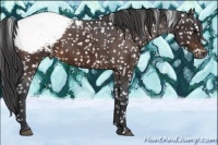 Horse Color:Brown Appaloosa