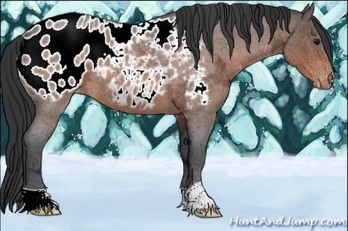 Horse Color:Brown Ice Roan Appaloosa 