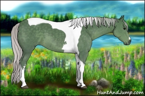 Horse Color:Silver Smoky Black Tobiano