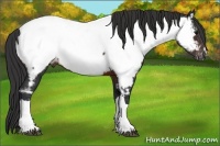 Horse Color:Brown Appaloosa
