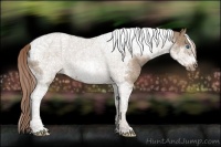 Horse Color:Liver Red Dun Tobiano Frame Rabicano
