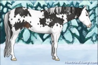 Horse Color:White Spotted Liver Chestnut Splash 