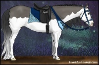 Horse Color:Grullo Splash 