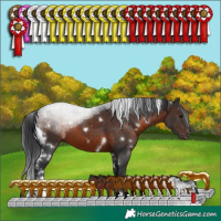 Horse Color:White Spotted Brown Sabino
