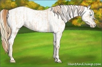 Horse Color:Buckskin Roan Pearl and Buckskin Roan Pearl Varnish