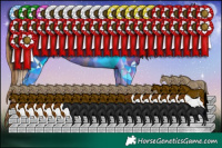 Horse Color:Black Pearl Tobiano Rabicano 