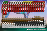 Horse Color:Black Pearl Tobiano Rabicano 