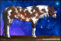 Horse Color:White Spotted Bay 