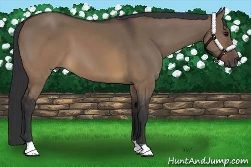 Horse Color:Brown Dun
