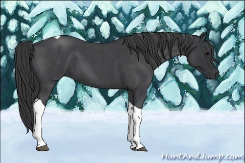 Horse Color:Blue Roan Tobiano 