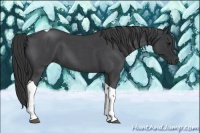 Horse Color:Blue Roan Tobiano 