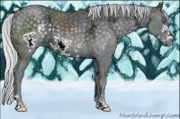 Horse Color:Silver Black Chinchilla Ice Frame 