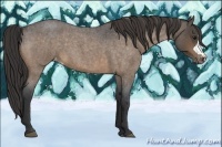 Horse Color:Buckskin Roan Appaloosa