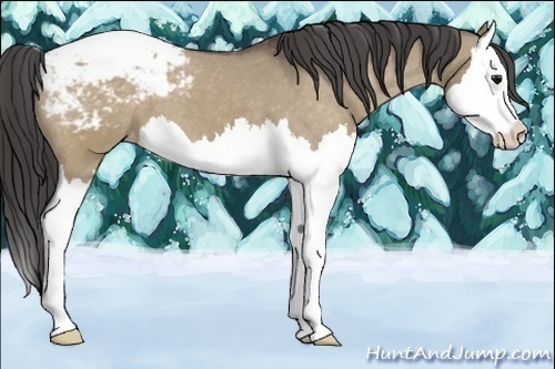 Horse Color:Brown Dun Splash Appaloosa 