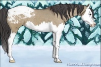 Horse Color:Brown Dun Splash Appaloosa 