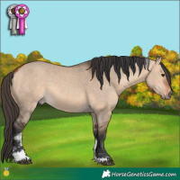Horse Color:Bay Dun Tobiano 