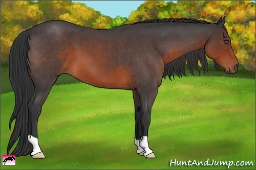 Horse Color:Brown Roan 