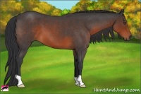 Horse Color:Brown Roan