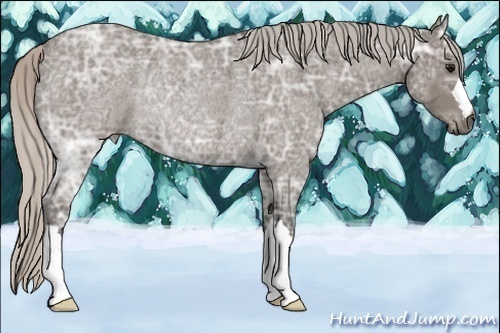 Horse Color:Silver Blue Ice Roan Rabicano
