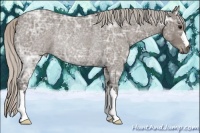 Horse Color:Silver Blue Ice Roan Rabicano