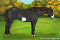 Horse Color:Liver Chestnut Frame 