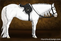 Horse Color:Silver Amber Champagne Roan Dun Splash Tobiano Frame Appaloosa Rabicano 