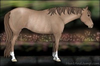 Horse Color:Black Pearl Rabicano 