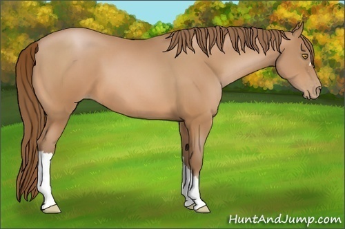 Horse Color:Brown Pearl 