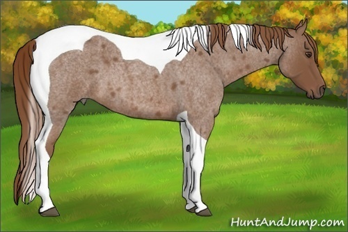 Horse Color:Red Roan Tobiano 