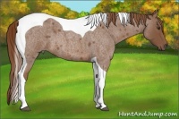 Horse Color:Red Roan Tobiano 